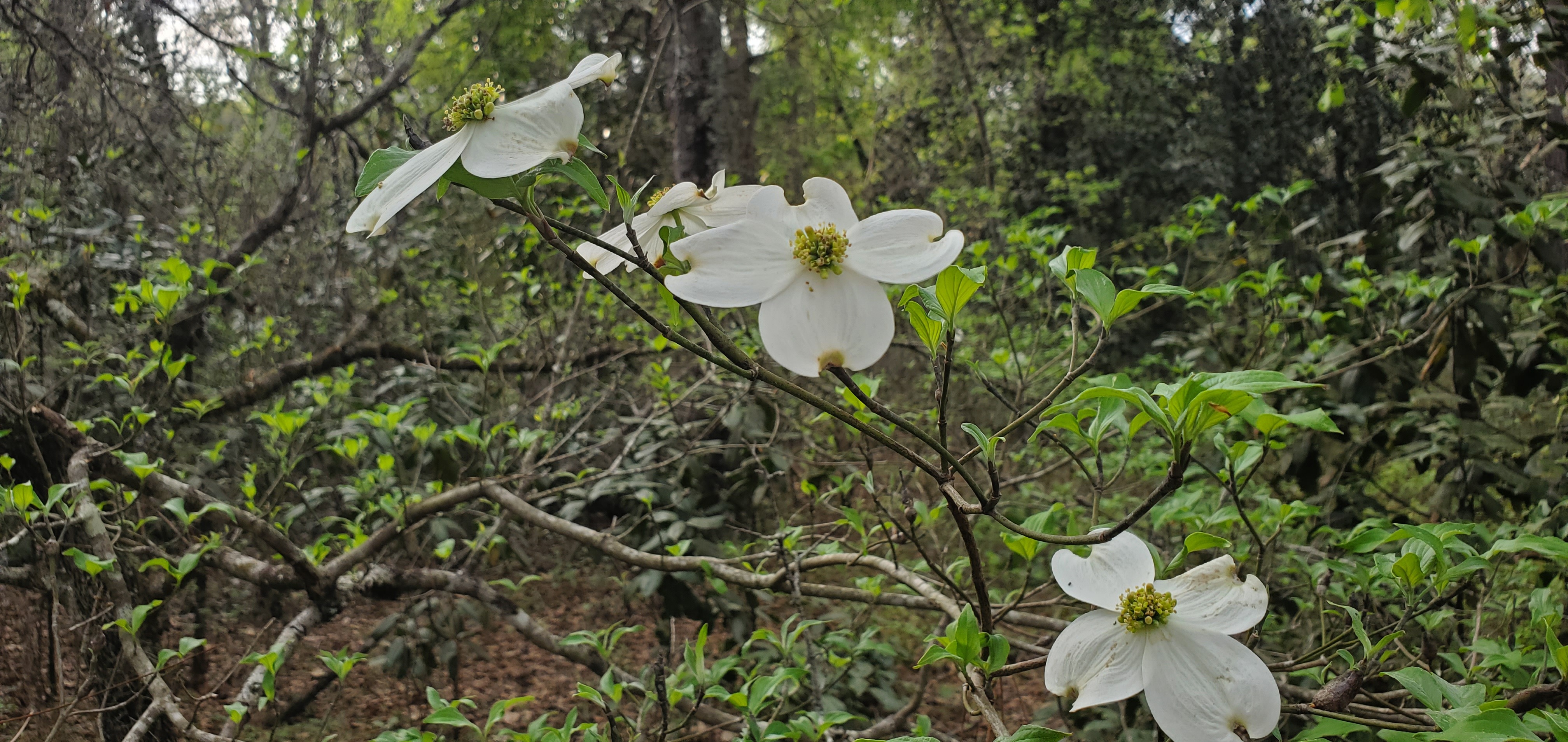 Dogwood