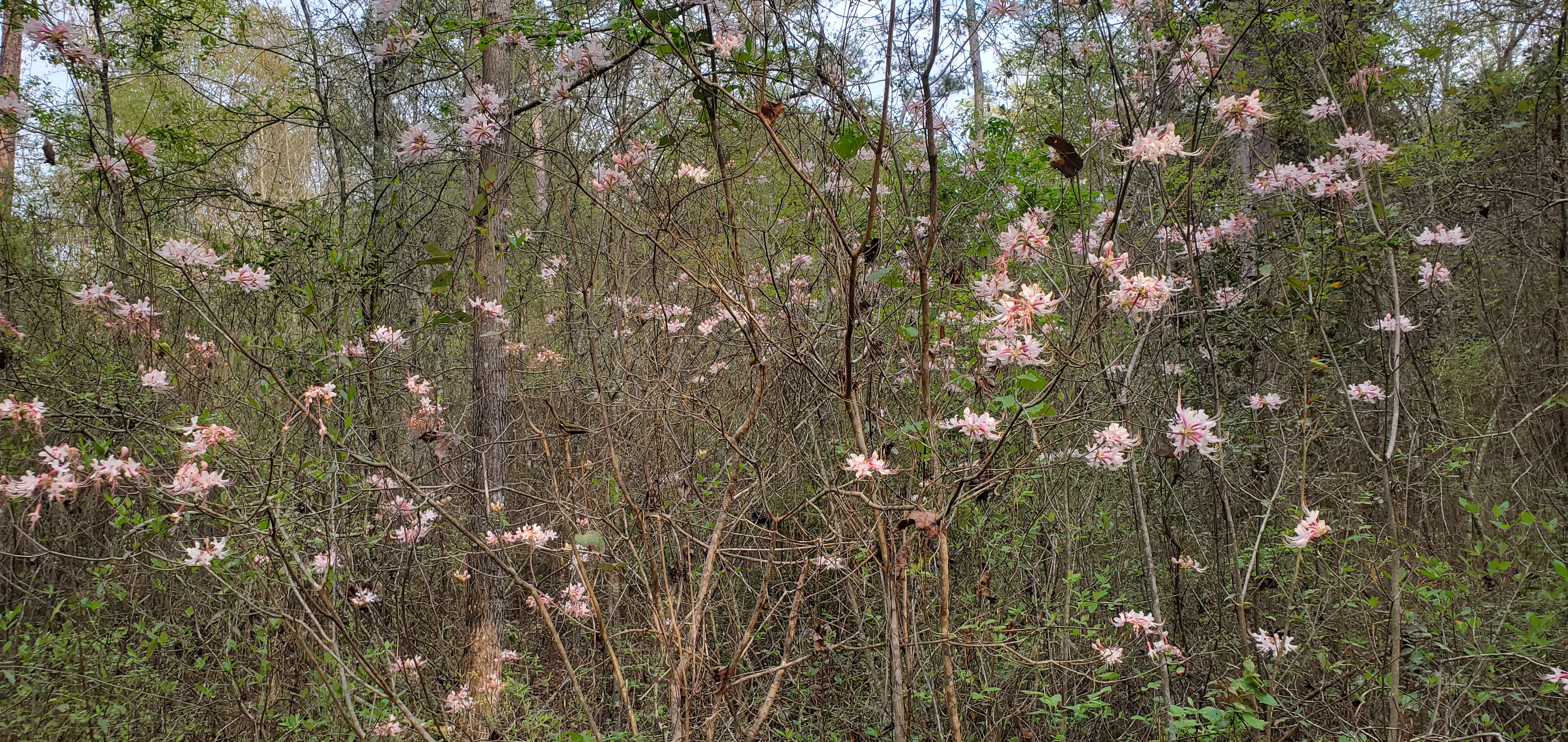 Many native wild azaleas