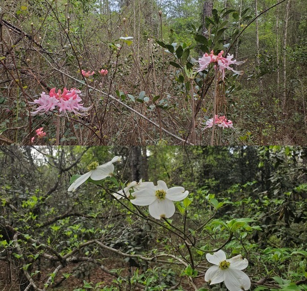 Native wild azaleas and dogwood 2022-03-09