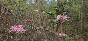 [pink Rhododendron Canescens]