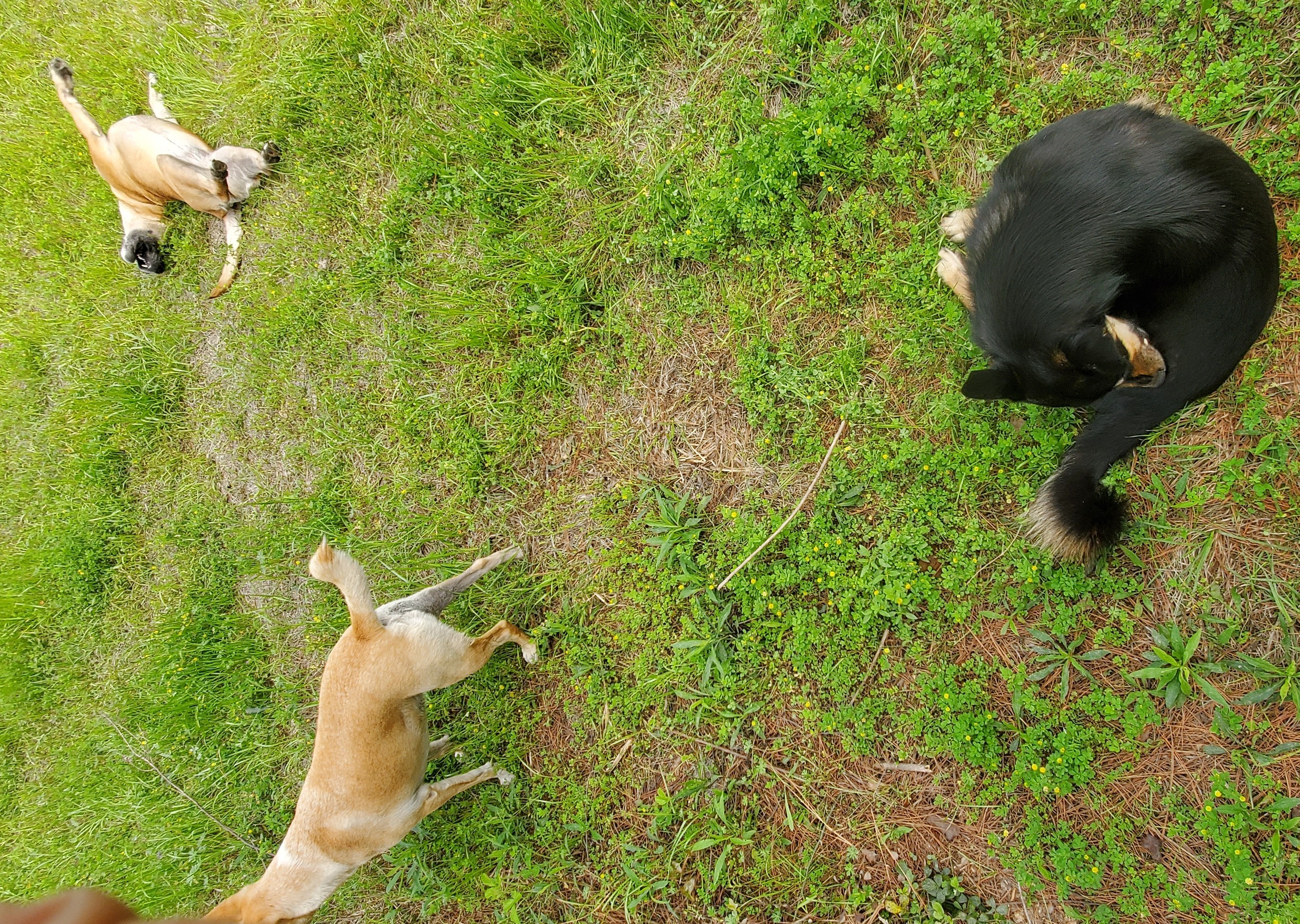 Blondie, Honeybun, and Arrow