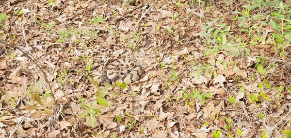 [Snake in oak leaves]