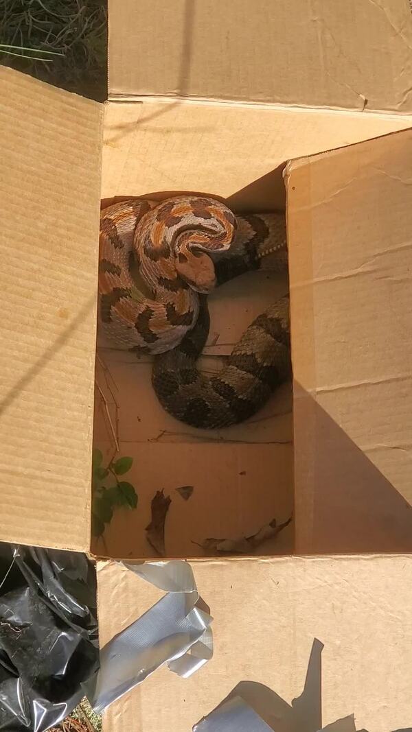 [Movie: Snake likes box now (16M)]