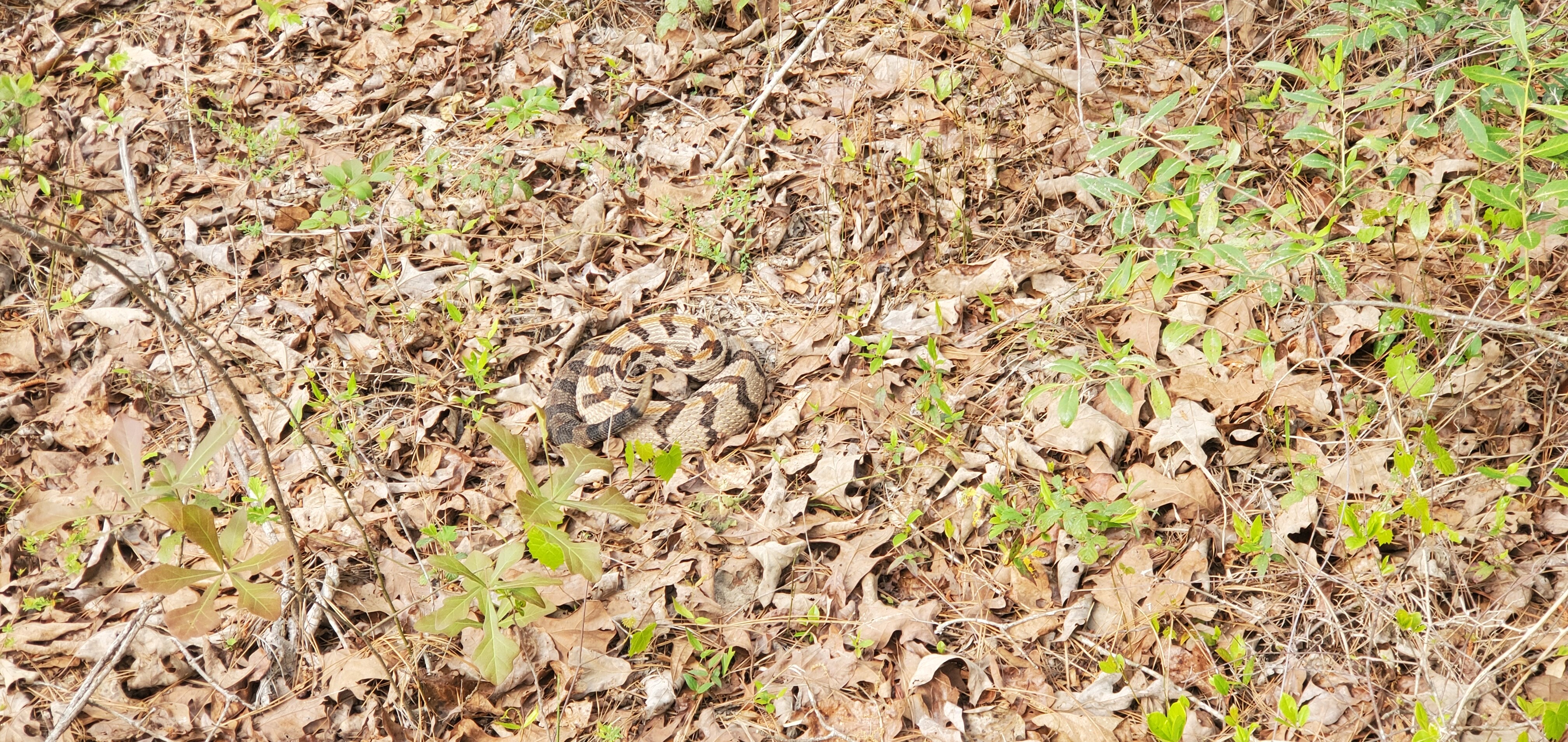 Snake in oak leaves