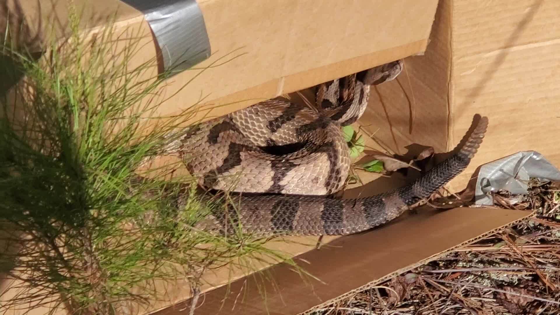 Movie: Snake won't come out of box (5.2M)