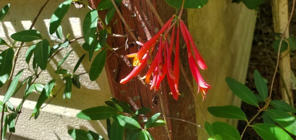 [Lonicera sempervirens L., Coral Honeysuckle, Trumpet Honeysuckle, Woodbine]