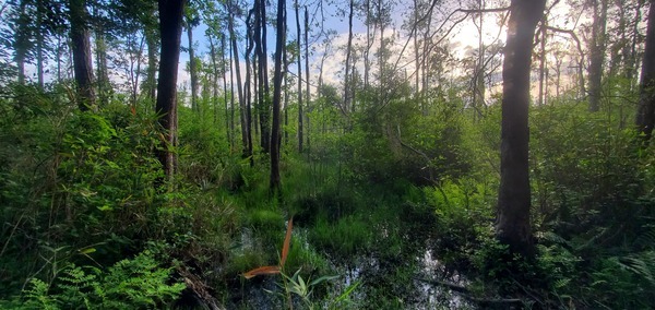 Water high in the pond