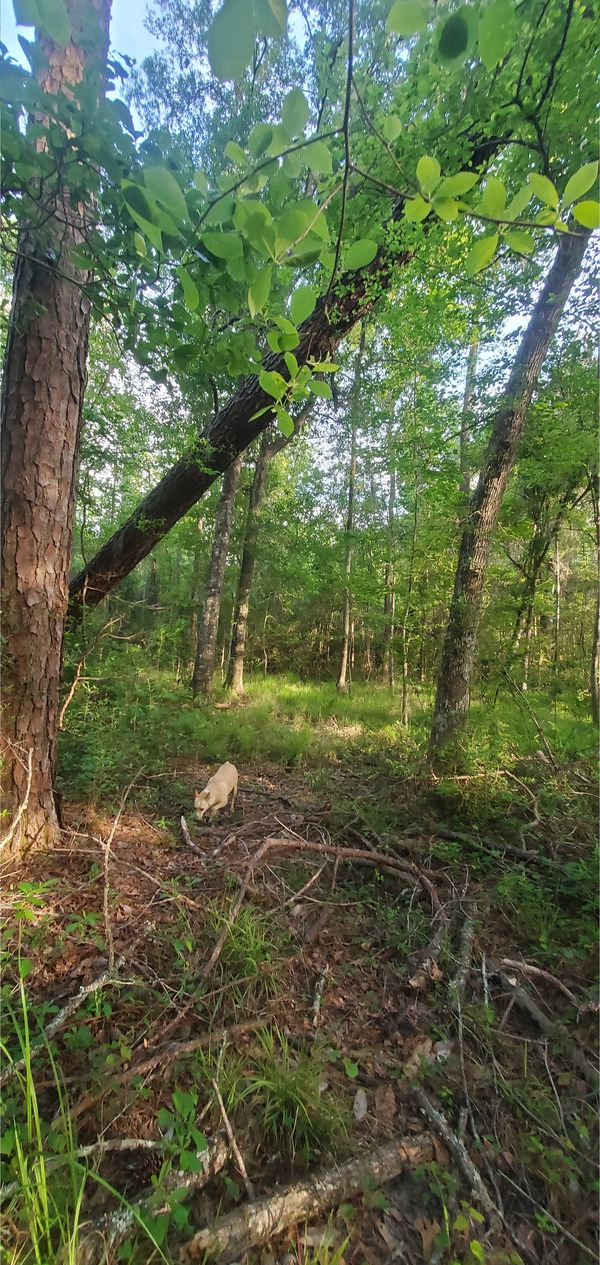 Blondie under the leaning tree