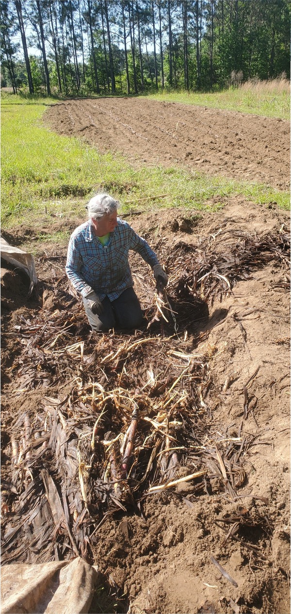 [Excavating cane from its winter bed]