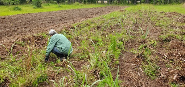 Gretchen weeding volunteer cane