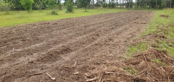 Sprouts in planted cane