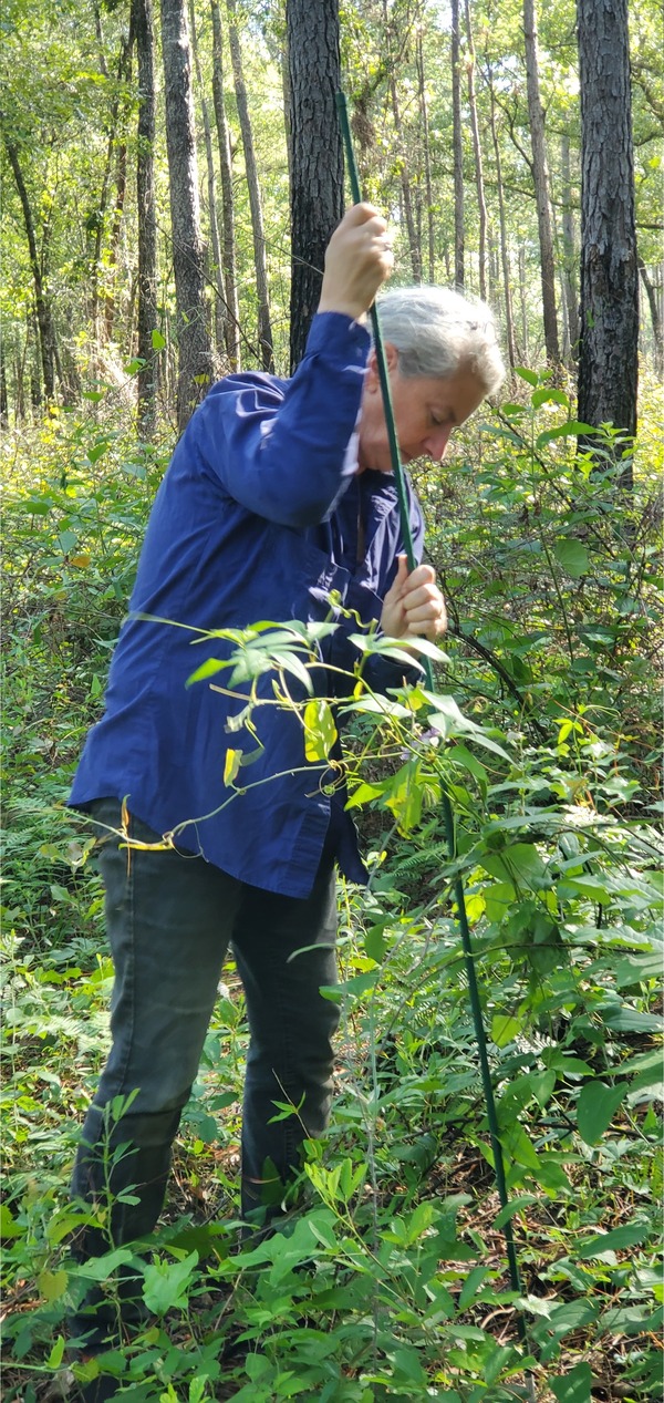 Staking a maypop