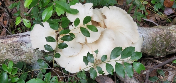 [Cluster of mushrooms]