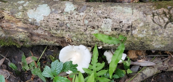 Some individual mushrooms