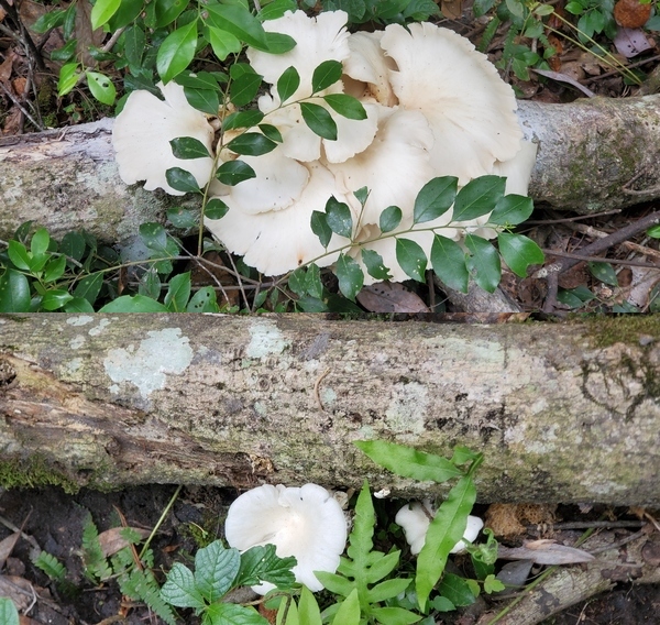 [Mushrooms on a log]