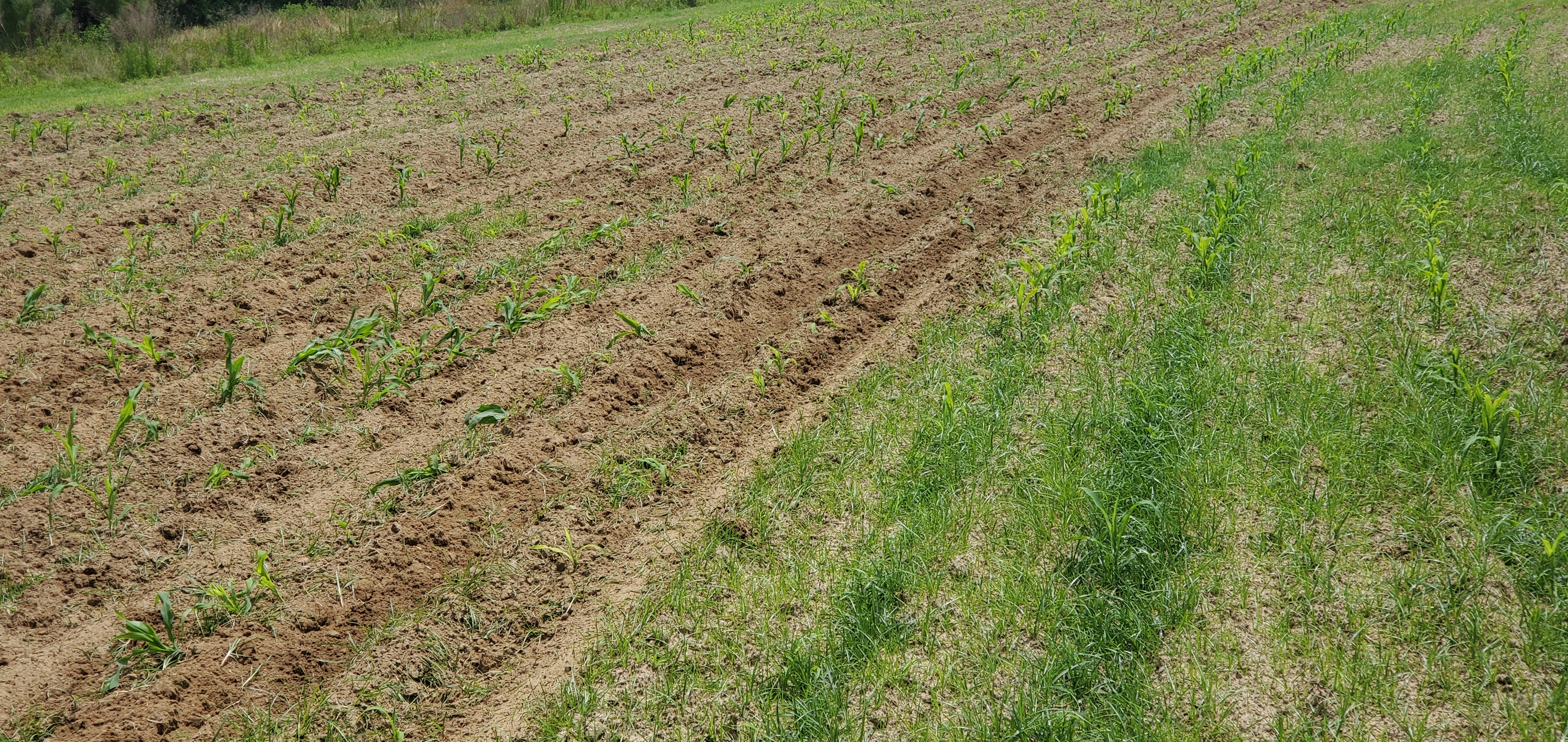 Cultivating Corn