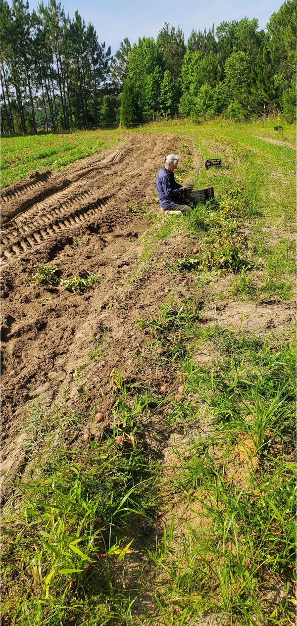 [Tractor and blade on left, potato fork on right]