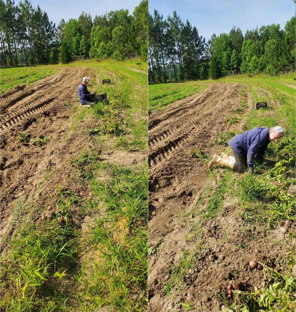 Two views of 'tater digging 2023-05-15