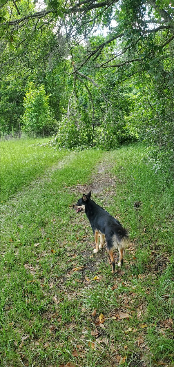 Arrow and the Big Limb