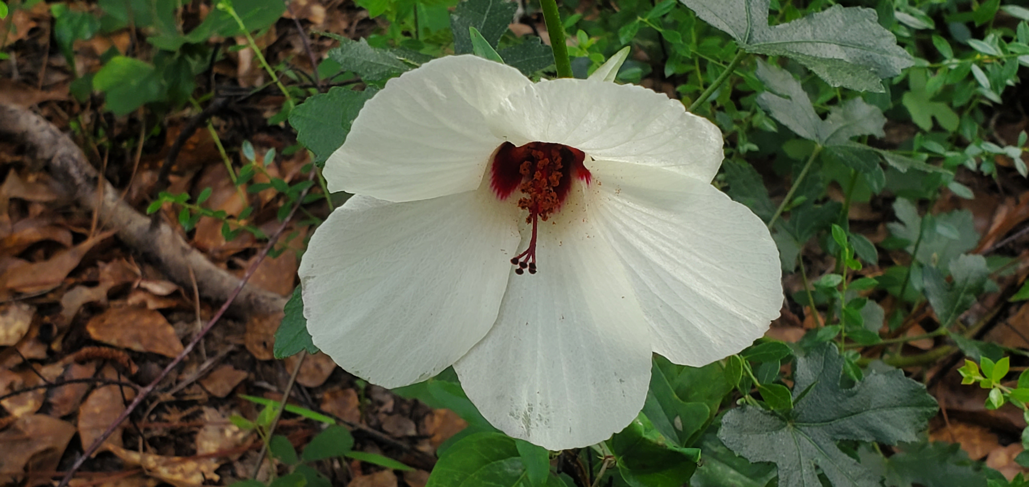 Halberdleaf rose-mallow