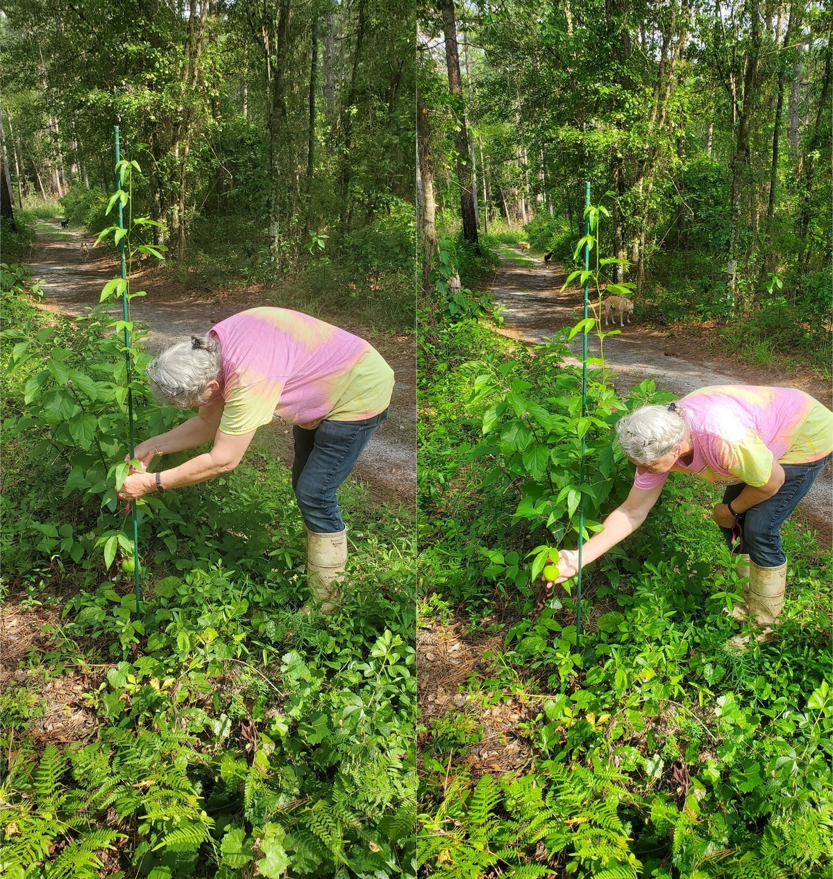 [Maypop, fruit, dogs 2023-05-29]