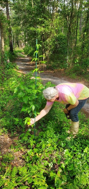 [A maypop fruit]