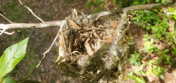 [Bird nest]