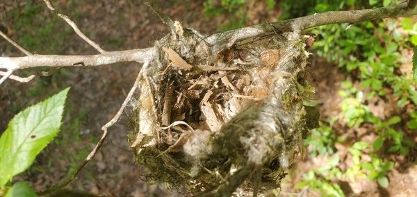 Bird nest