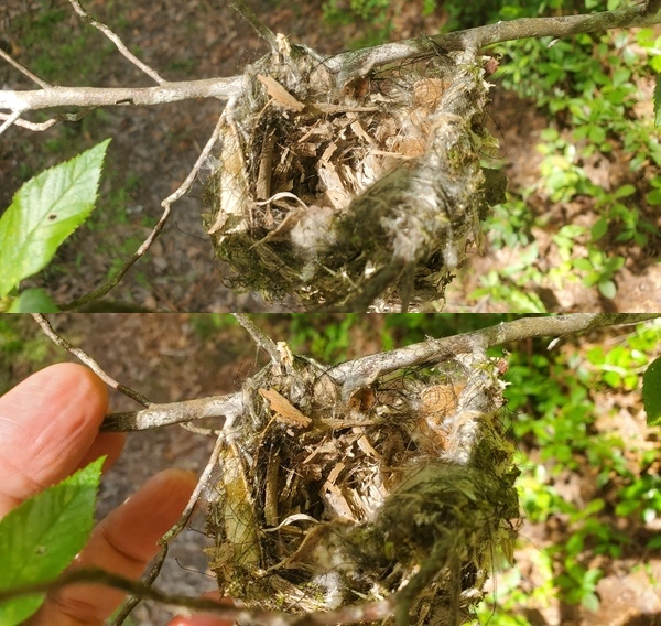 Bird nest, and hand for size