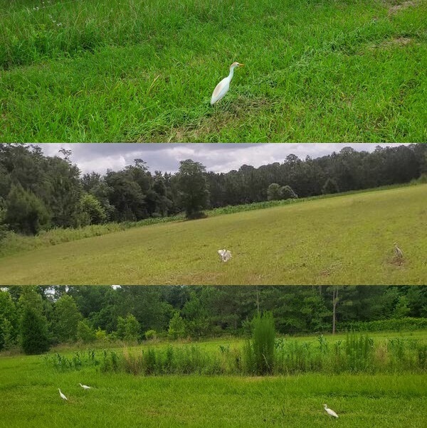 [Walking, flying, group, cattle egrets, OPF 2023-06-04]