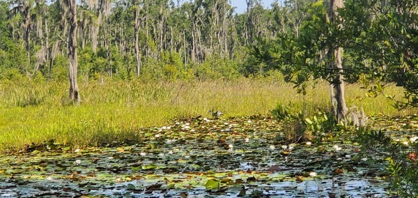 [Anhinga on the pond]