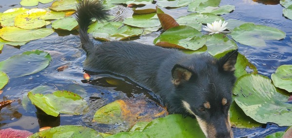 Arrow won't admit she can swim