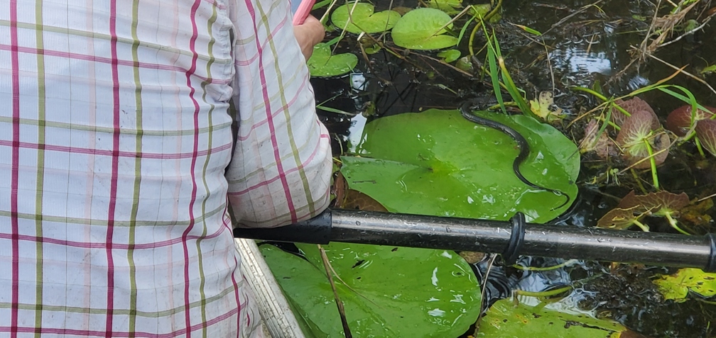 [Snake on the lily pad]