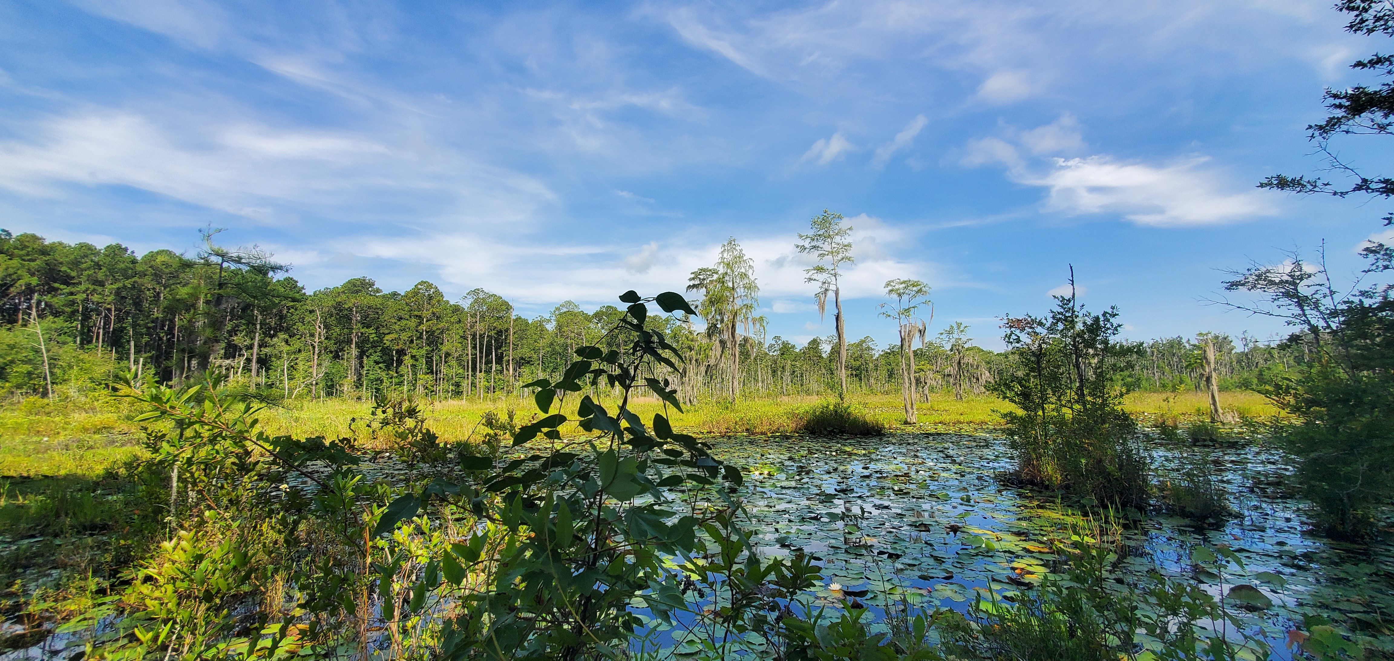 Pond