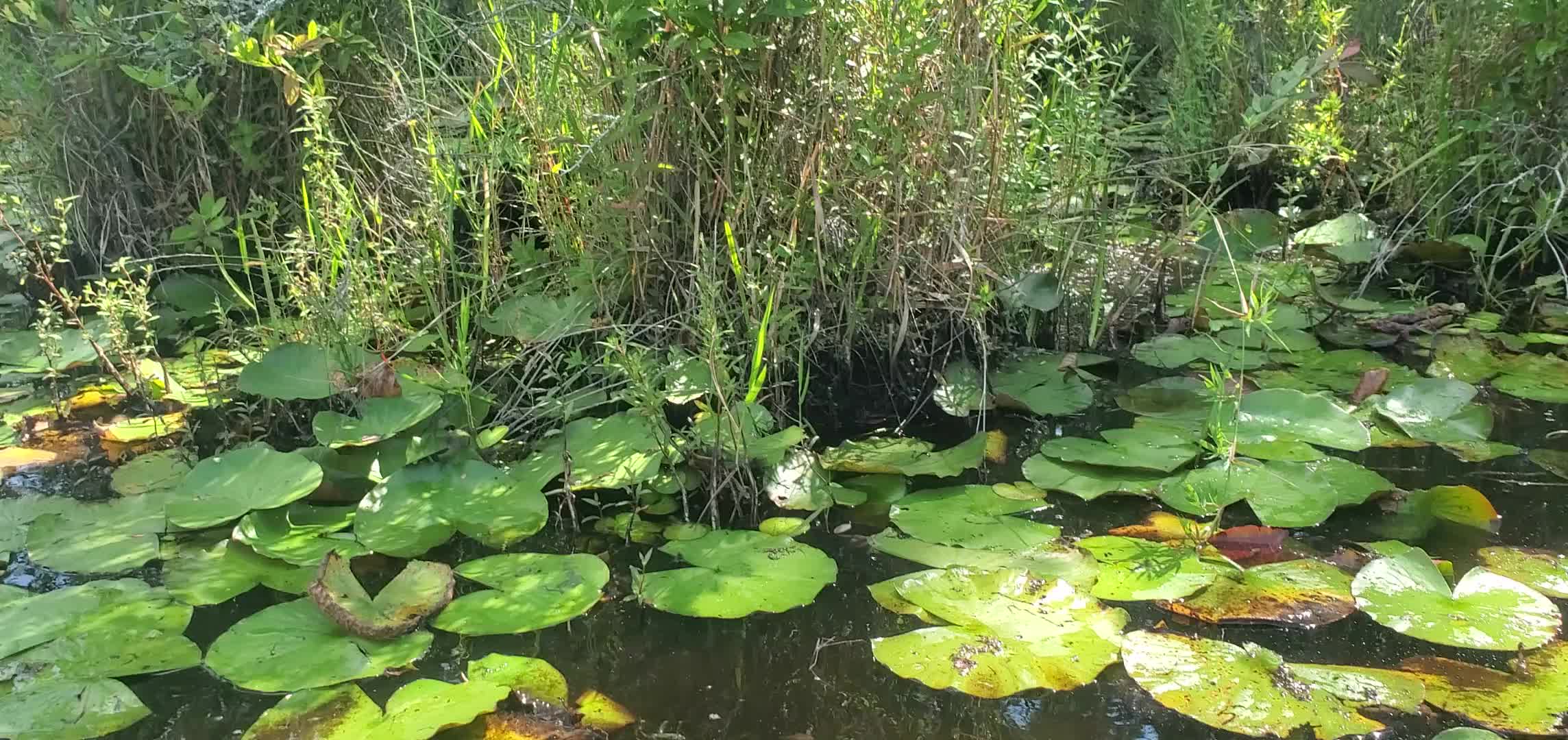 Movie: Arrow in the bush, Blondie in the boat, Honeybun in the pond (61M)