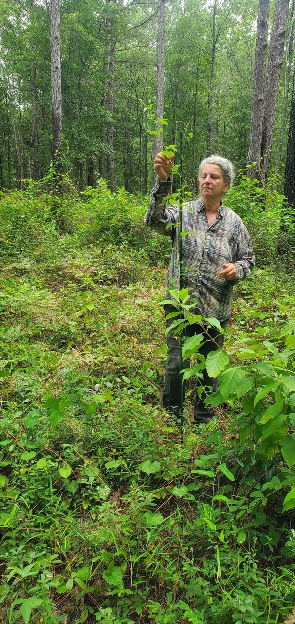 A maypop grown up its stake