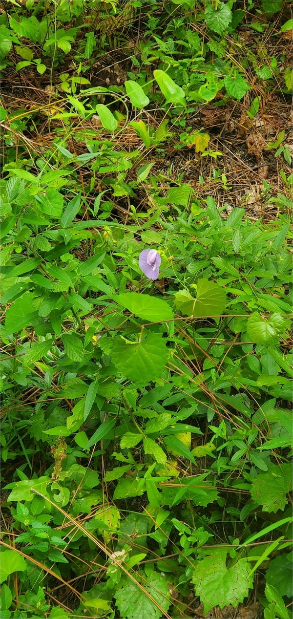 [Butterfly pea, Centrosema virginianum]