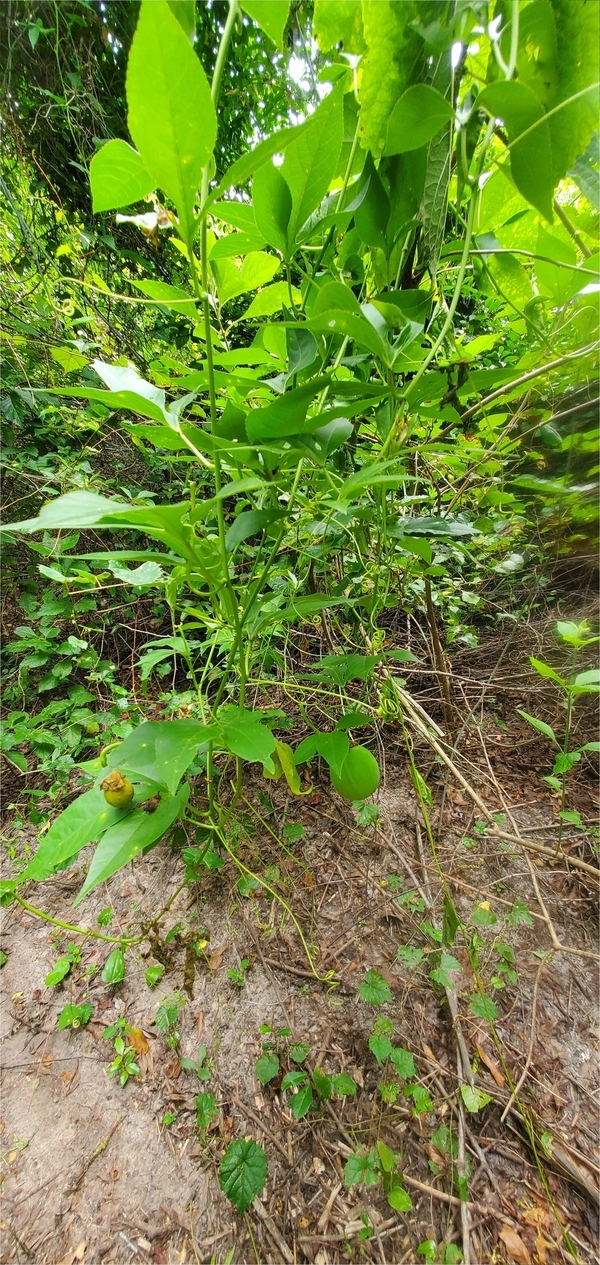 [Maypop with fruit]