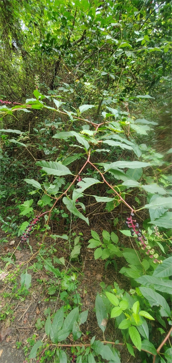 Pokeberry; note purple stems