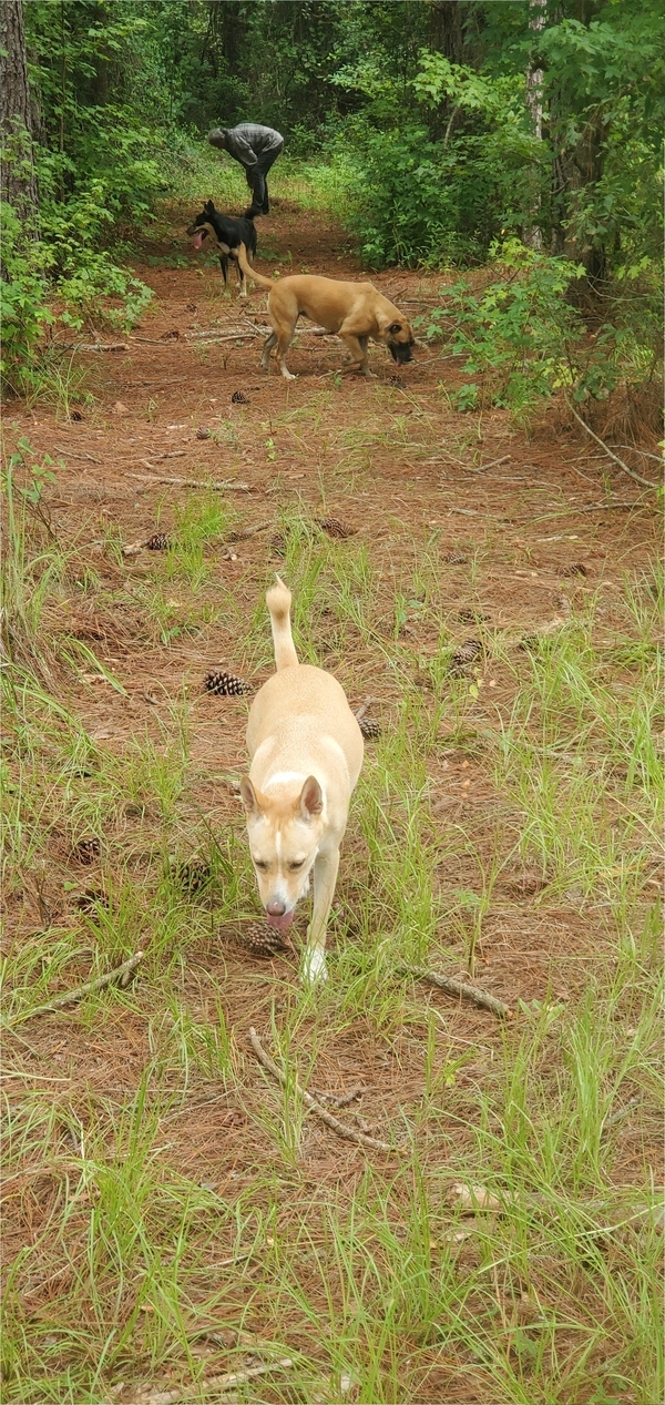 Blondie, Honeybun, Arrow, Gretchen pulling up Japanese climbing fern