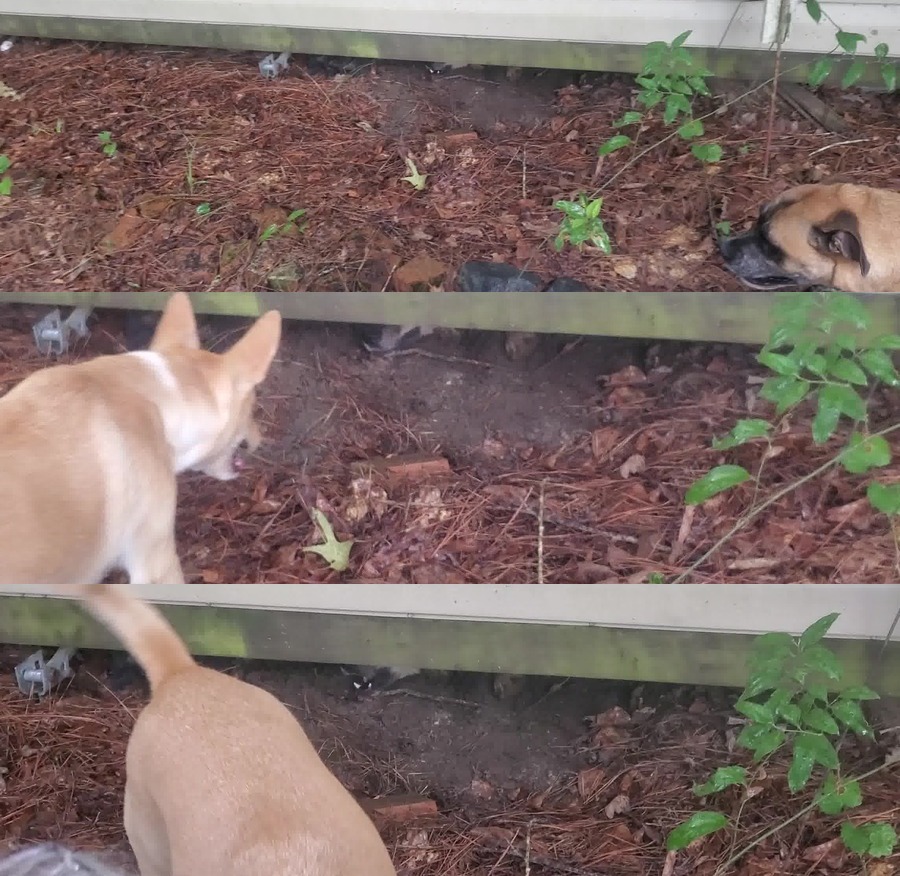 [Honeybun, Blondie, and Arrow stuck under a storage shed]