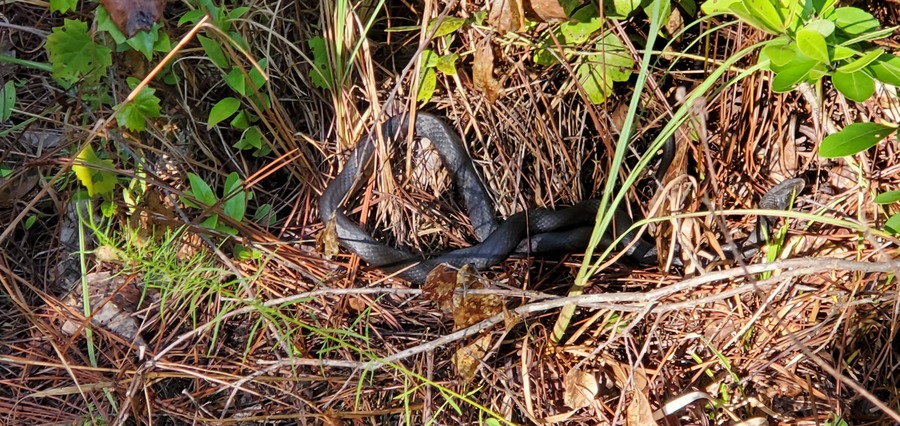 Snake in the pine straw