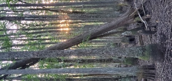 [Sun through cypress trees]