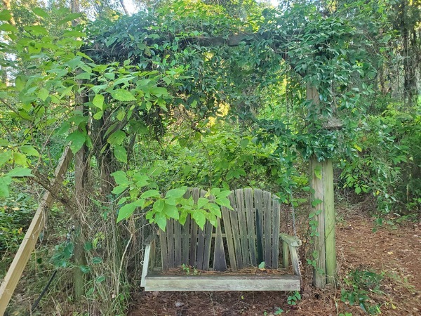 [Swing with arbor of Smilax, Grapevine, and Beautyberry]