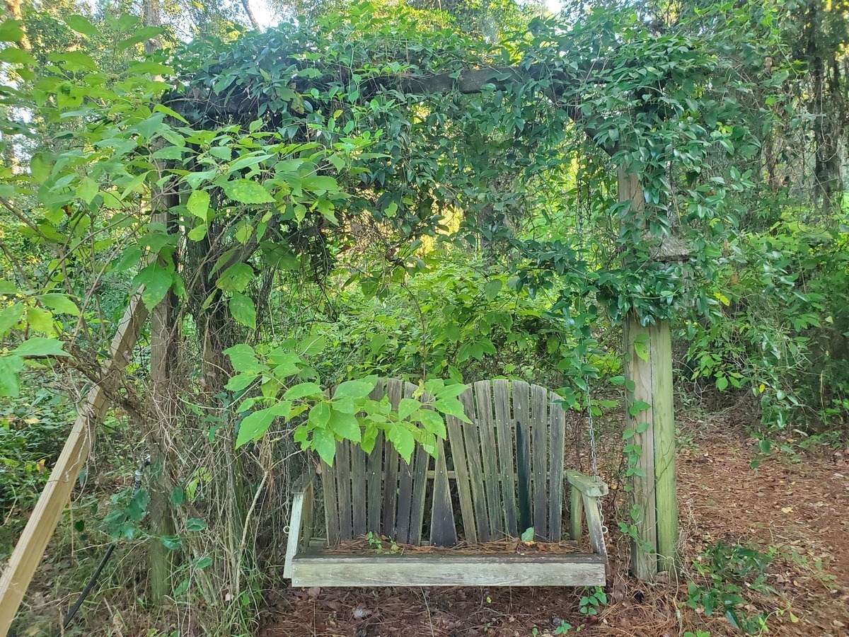[Swing with arbor of Smilax, Grapevine, and Beautyberry (fb)]