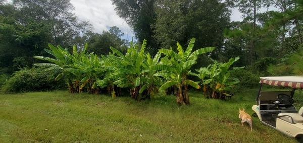 [Banana plants look good; protected from the north wind 2023-08-30]