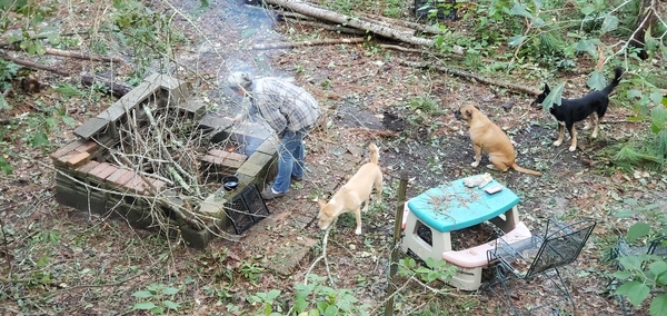 Gretchen cooking, dogs helping 2023-08-31