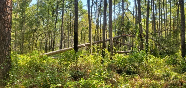 Slash pine tree deadfalls 2023-08-31