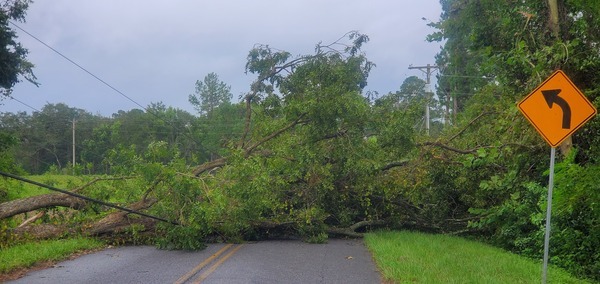 Power lines under trees on Quarterman Road 2023-09-01