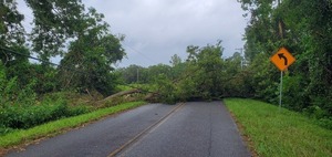 [Context, power lines under trees on Quarterman Road 2023-09-01]